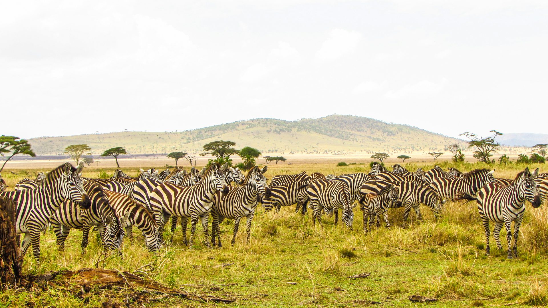 East Africa